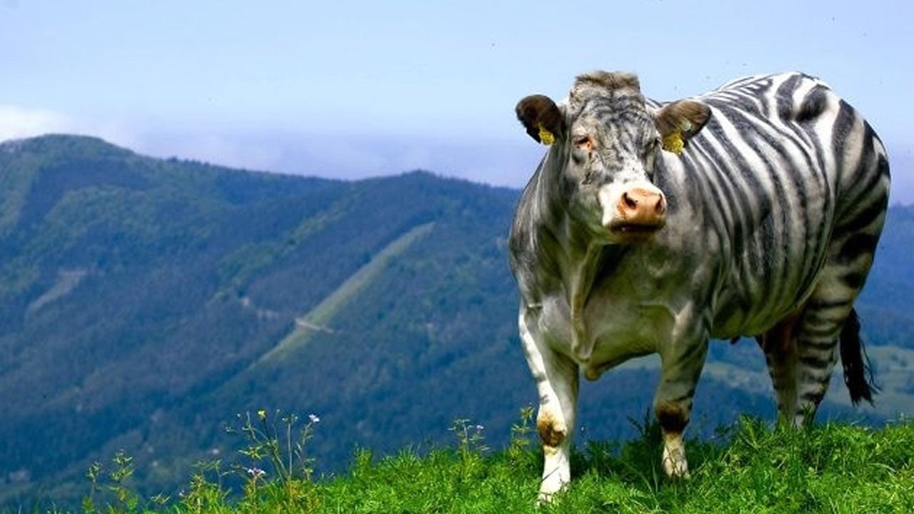 Foto - İnekleri zebra gibi boyadılar: Sonuçlar inanılmaz