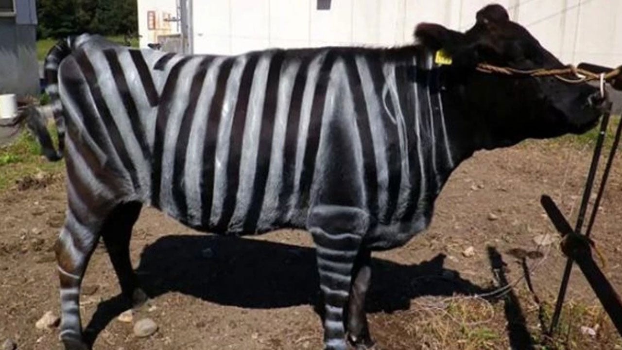 Foto - İnekleri zebra gibi boyadılar: Sonuçlar inanılmaz
