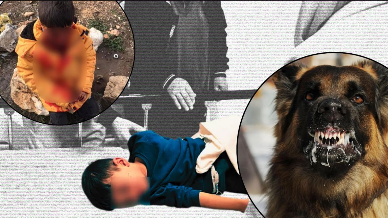Foto - İngiliz parlamentosu o tehlikeyi yasakladı! Bizim yerli yobazlar hâlâ sokak köpeklerini savunuyor