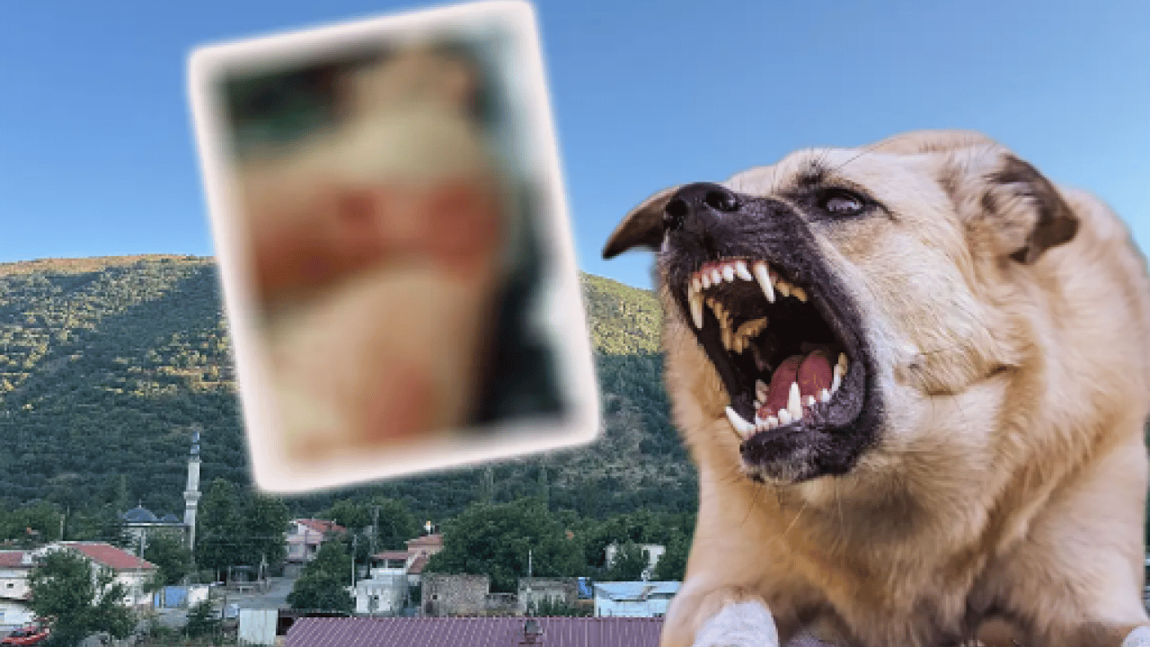 Foto - İngiliz parlamentosu o tehlikeyi yasakladı! Bizim yerli yobazlar hâlâ sokak köpeklerini savunuyor