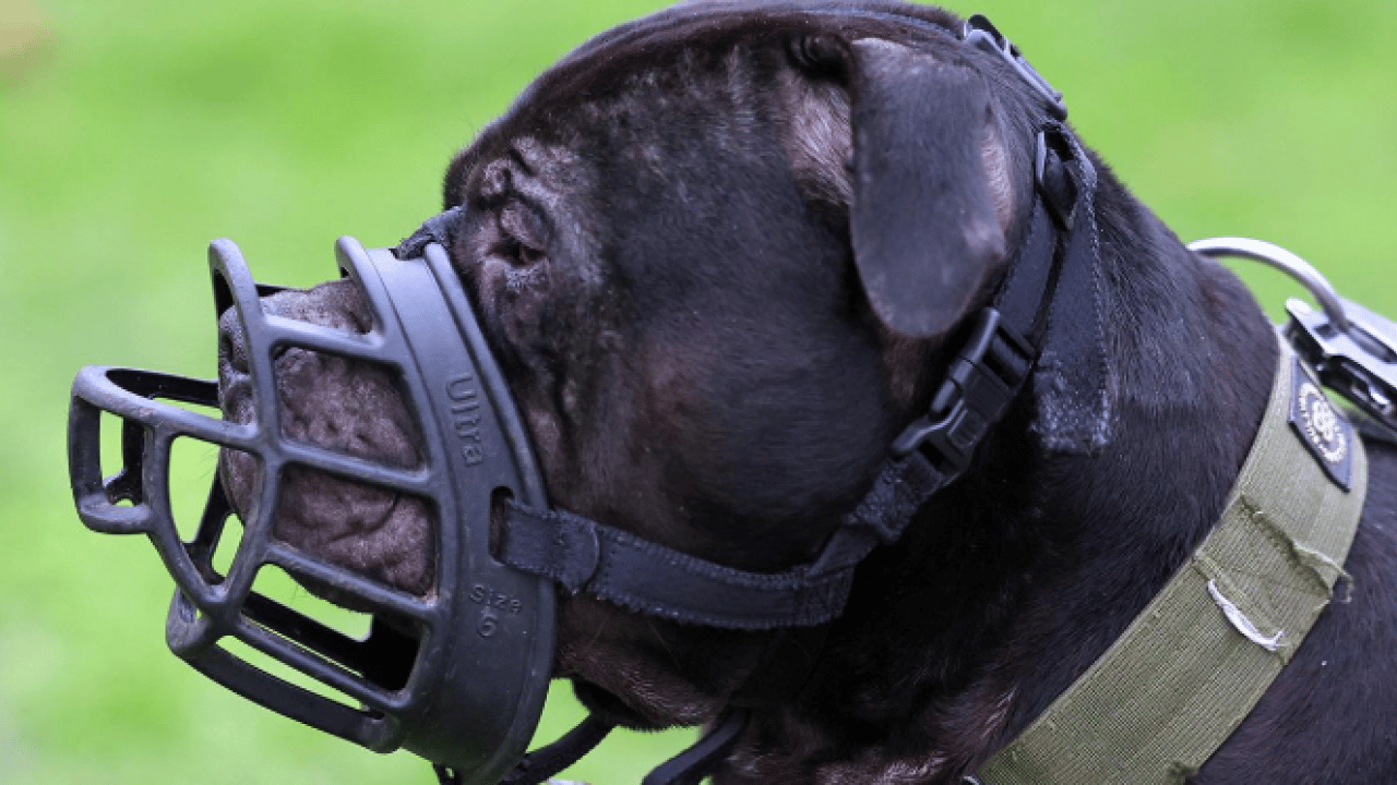 Foto - İngiliz parlamentosu o tehlikeyi yasakladı! Bizim yerli yobazlar hâlâ sokak köpeklerini savunuyor