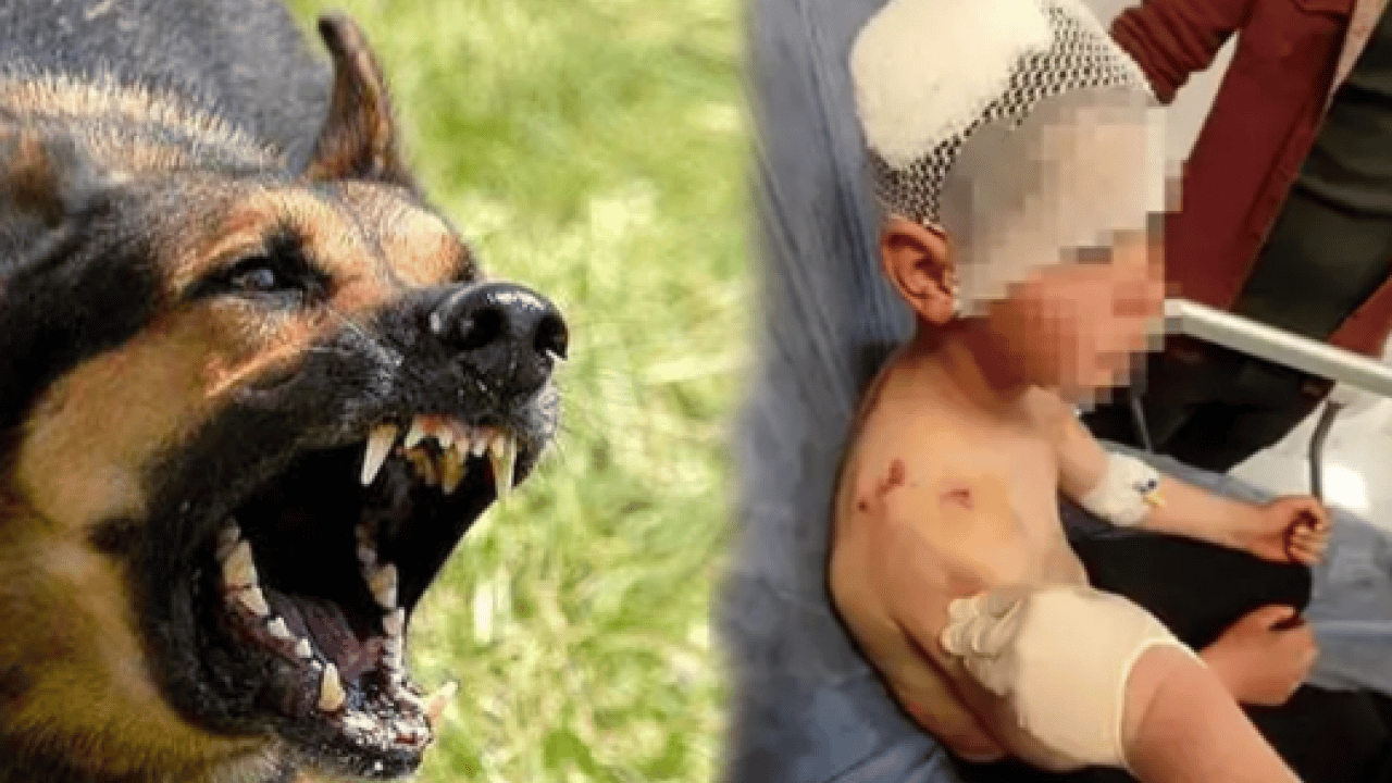 Foto - İngiliz parlamentosu o tehlikeyi yasakladı! Bizim yerli yobazlar hâlâ sokak köpeklerini savunuyor
