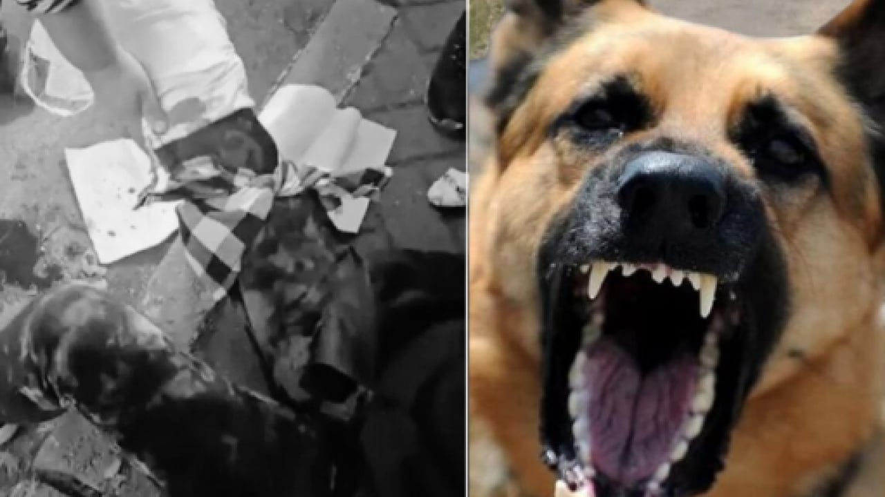 Foto - İngiliz parlamentosu o tehlikeyi yasakladı! Bizim yerli yobazlar hâlâ sokak köpeklerini savunuyor