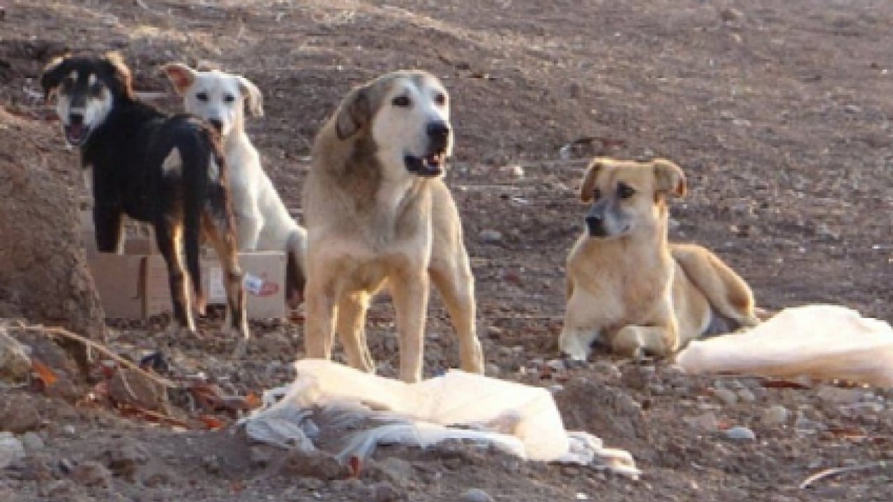 Foto - İngiliz parlamentosu o tehlikeyi yasakladı! Bizim yerli yobazlar hâlâ sokak köpeklerini savunuyor