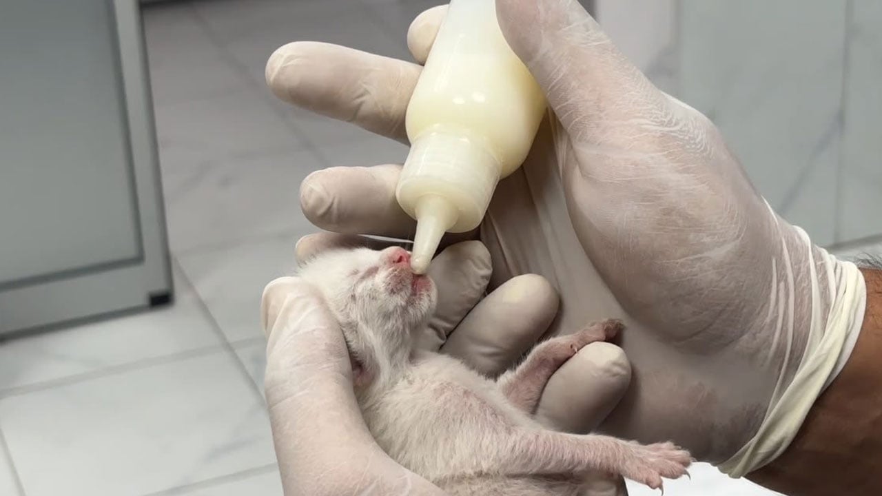 Foto - İnsan bunu yapabilir mi? Çöpteki ağzı bağlı poşetten 5 yavru kedi çıktı