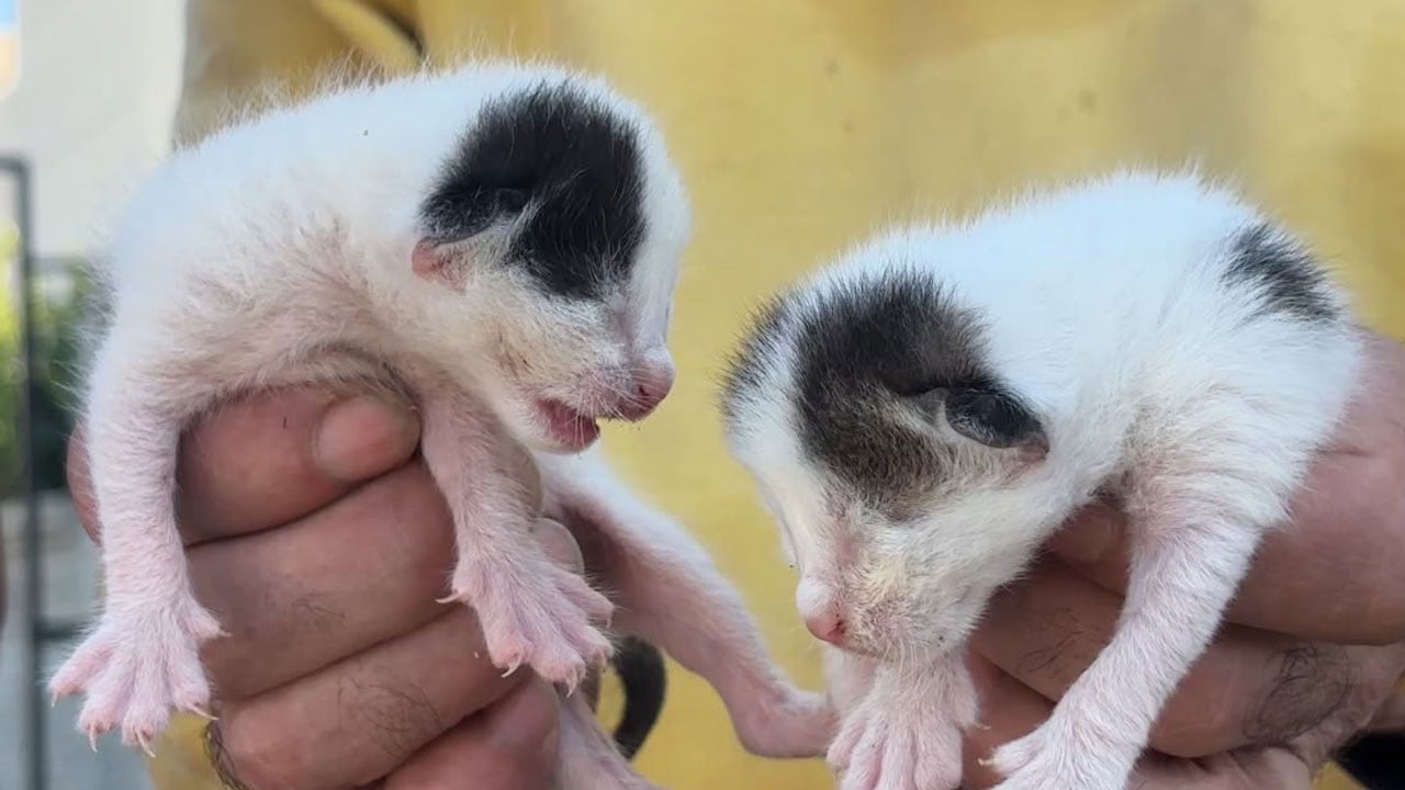 Foto - İnsan bunu yapabilir mi? Çöpteki ağzı bağlı poşetten 5 yavru kedi çıktı