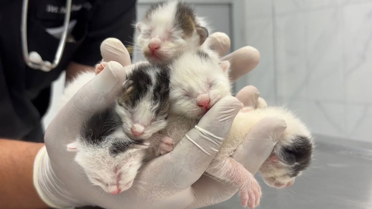 Foto - İnsan bunu yapabilir mi? Çöpteki ağzı bağlı poşetten 5 yavru kedi çıktı