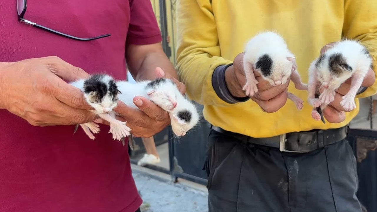 Foto - İnsan bunu yapabilir mi? Çöpteki ağzı bağlı poşetten 5 yavru kedi çıktı