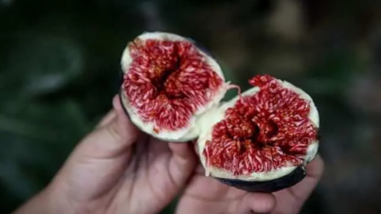 Foto - İnsanlık için iyi arılar için kötü! Meğer sonları oluyormuş!