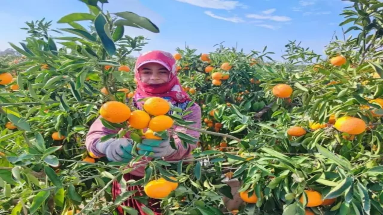 Foto - İşçilerin grevi sevilen meyveyi dalında bıraktı! Şaka gibi ama, kilosu 3 liraya kadar düştü