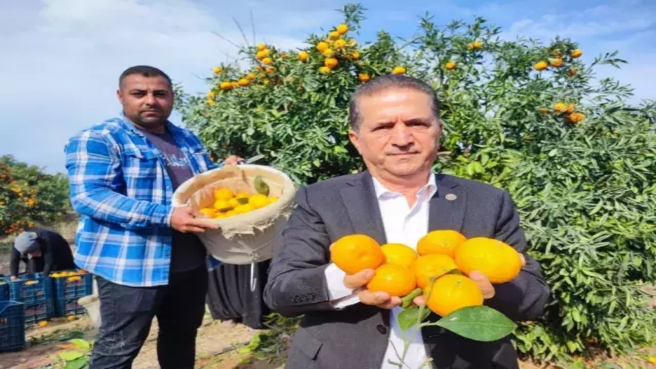 Foto - İşçilerin grevi sevilen meyveyi dalında bıraktı! Şaka gibi ama, kilosu 3 liraya kadar düştü