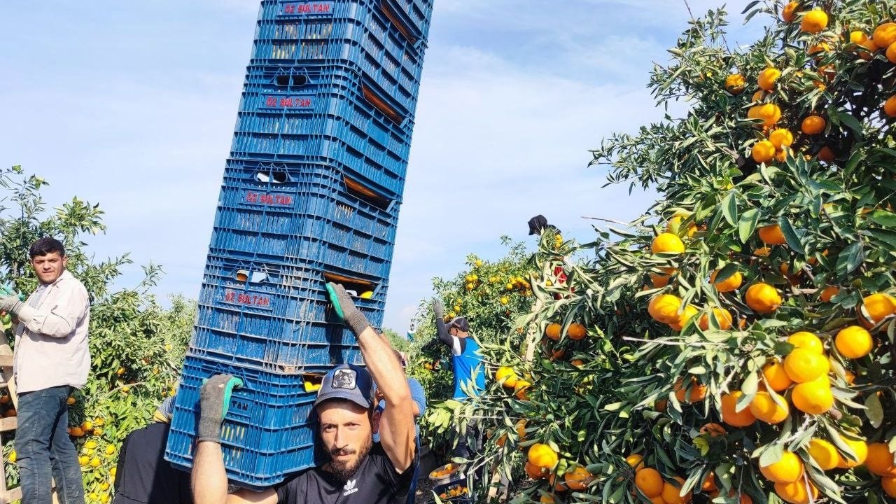 Foto - İşçilerin grevi sevilen meyveyi dalında bıraktı! Şaka gibi ama, kilosu 3 liraya kadar düştü