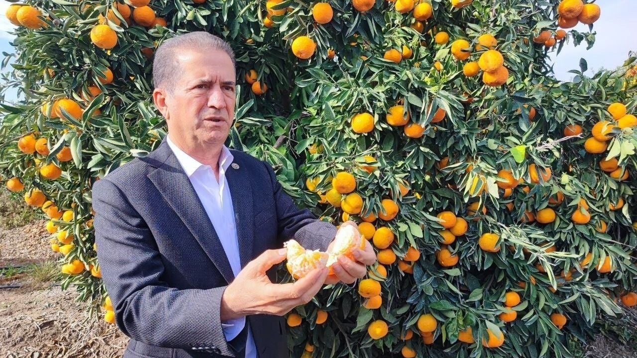 Foto - İşçilerin grevi sevilen meyveyi dalında bıraktı! Şaka gibi ama, kilosu 3 liraya kadar düştü