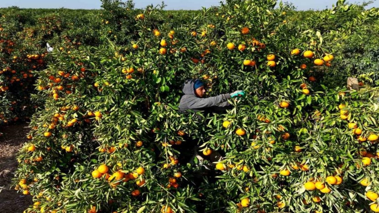 Foto - İşçilerin grevi sevilen meyveyi dalında bıraktı! Şaka gibi ama, kilosu 3 liraya kadar düştü