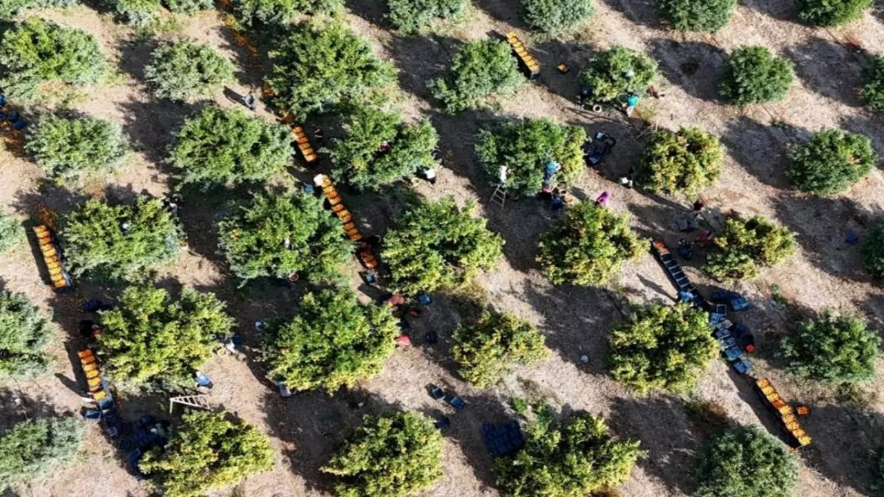 İşçilerin grevi sevilen meyveyi dalında bıraktı! Şaka gibi ama, kilosu 3 liraya kadar düştü