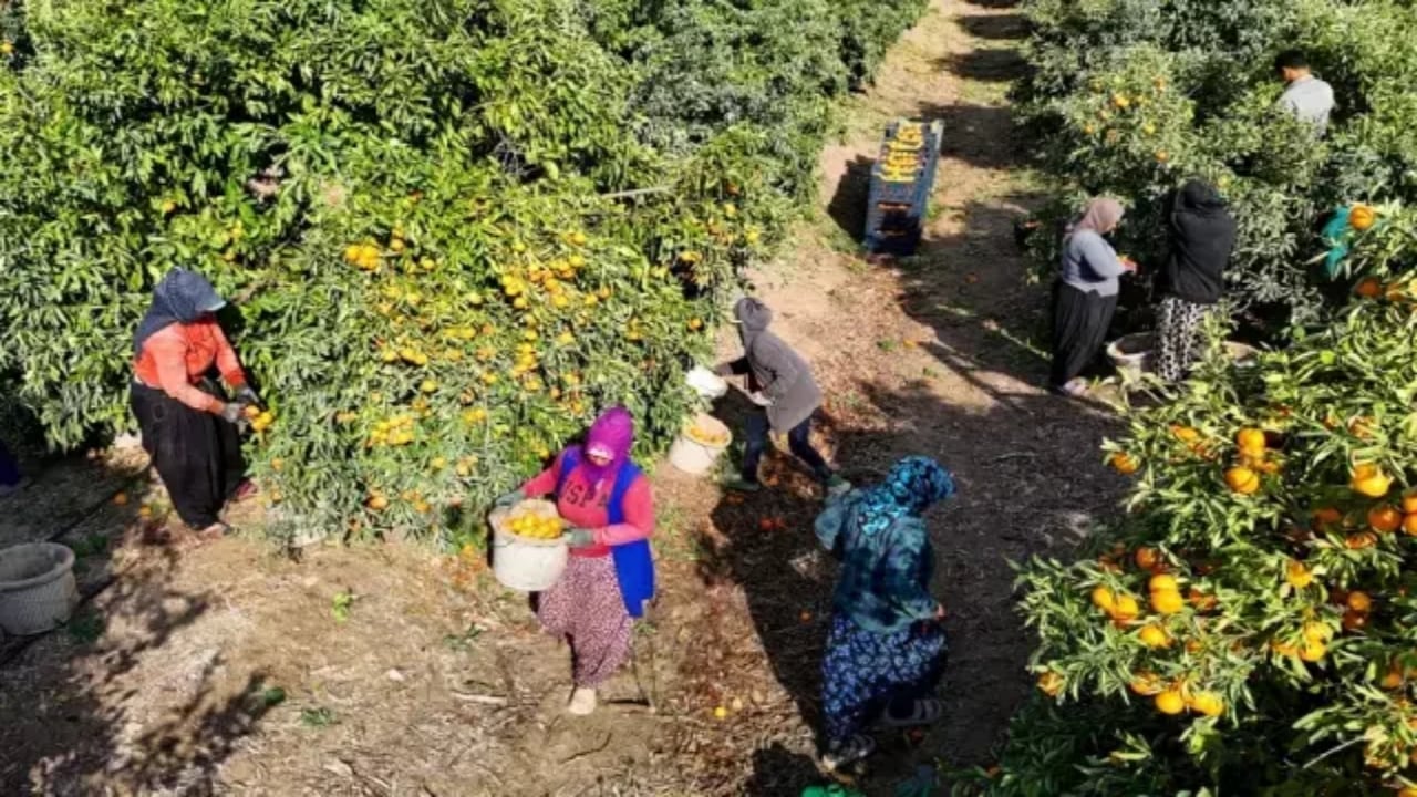 Foto - İşçilerin grevi sevilen meyveyi dalında bıraktı! Şaka gibi ama, kilosu 3 liraya kadar düştü