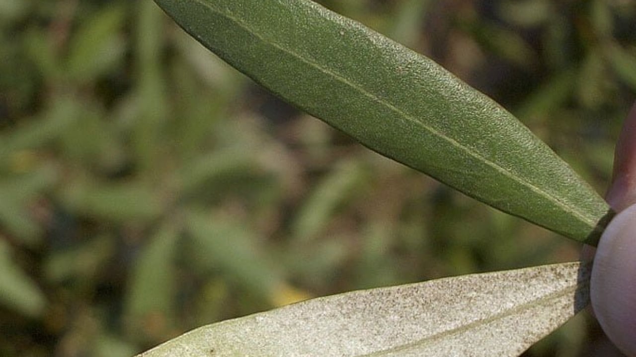 Foto - İşe yaramaz deyip geçmeyin: Zeytin Yaprağı... 5-6 gün içinde silip atıyor.. İşte formülü ve adımları