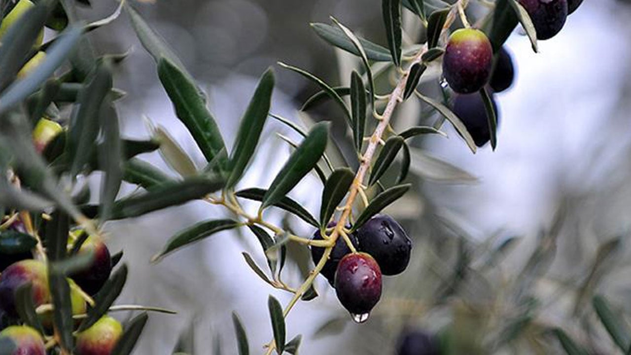 Foto - İşin uzmanı açıkladı! Zeytin alırken kesinlikle bunlara dikkat edin