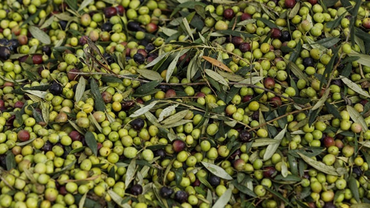 Foto - İşin uzmanı açıkladı! Zeytin alırken kesinlikle bunlara dikkat edin