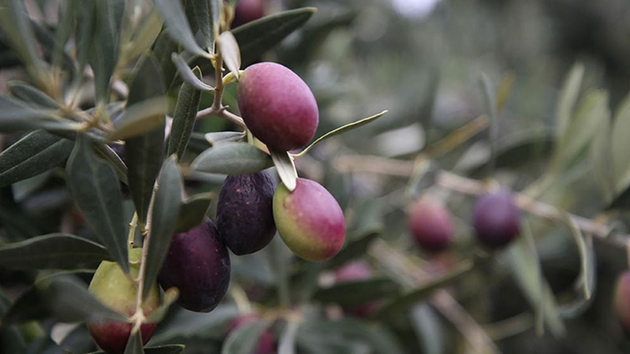 Foto - İşin uzmanı açıkladı! Zeytin alırken kesinlikle bunlara dikkat edin
