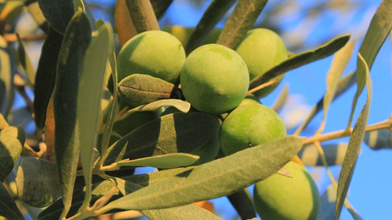 Foto - İşin uzmanı açıkladı! Zeytin alırken kesinlikle bunlara dikkat edin