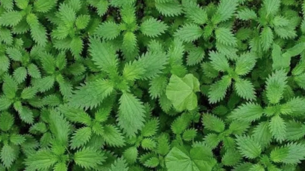 Foto - Isırgan otu çayı nasıl yapılır? Isırgan otunun faydaları & zararları! Bugün yapın