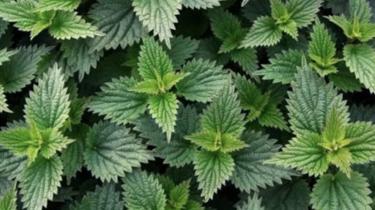 Foto - Isırgan otu çayı nasıl yapılır? Isırgan otunun faydaları & zararları! Bugün yapın