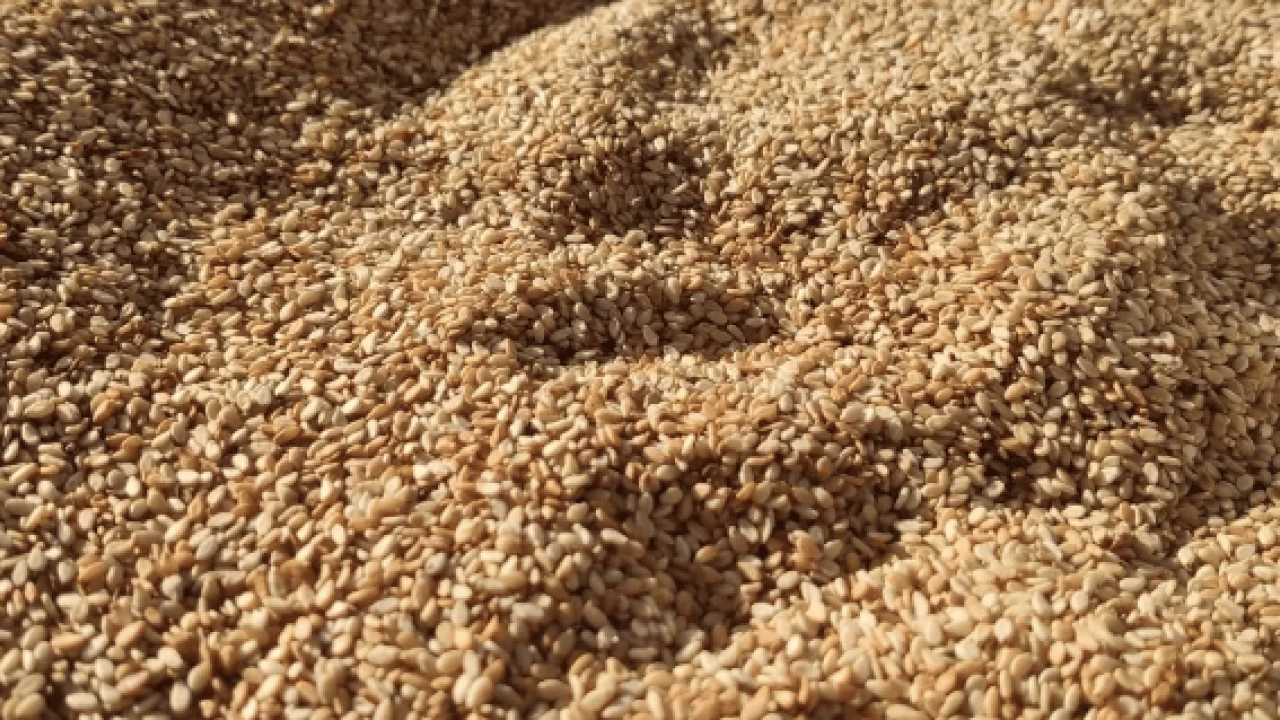 Foto - Ispanaktan 10 kat fazla demir var! Kimse yüzüne bakmıyordu ama... Susam ve susamdan daha fazlası...