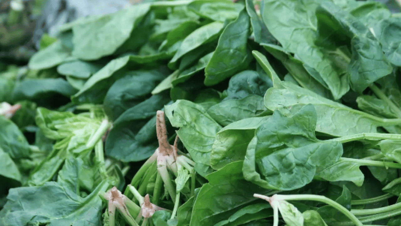 Foto - Ispanaktan 10 kat fazla demir var! Kimse yüzüne bakmıyordu ama... Susam ve susamdan daha fazlası...