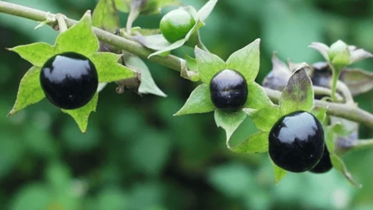 Foto - Ispanaktan uzak tutun: İşte zehirleyen sebze!