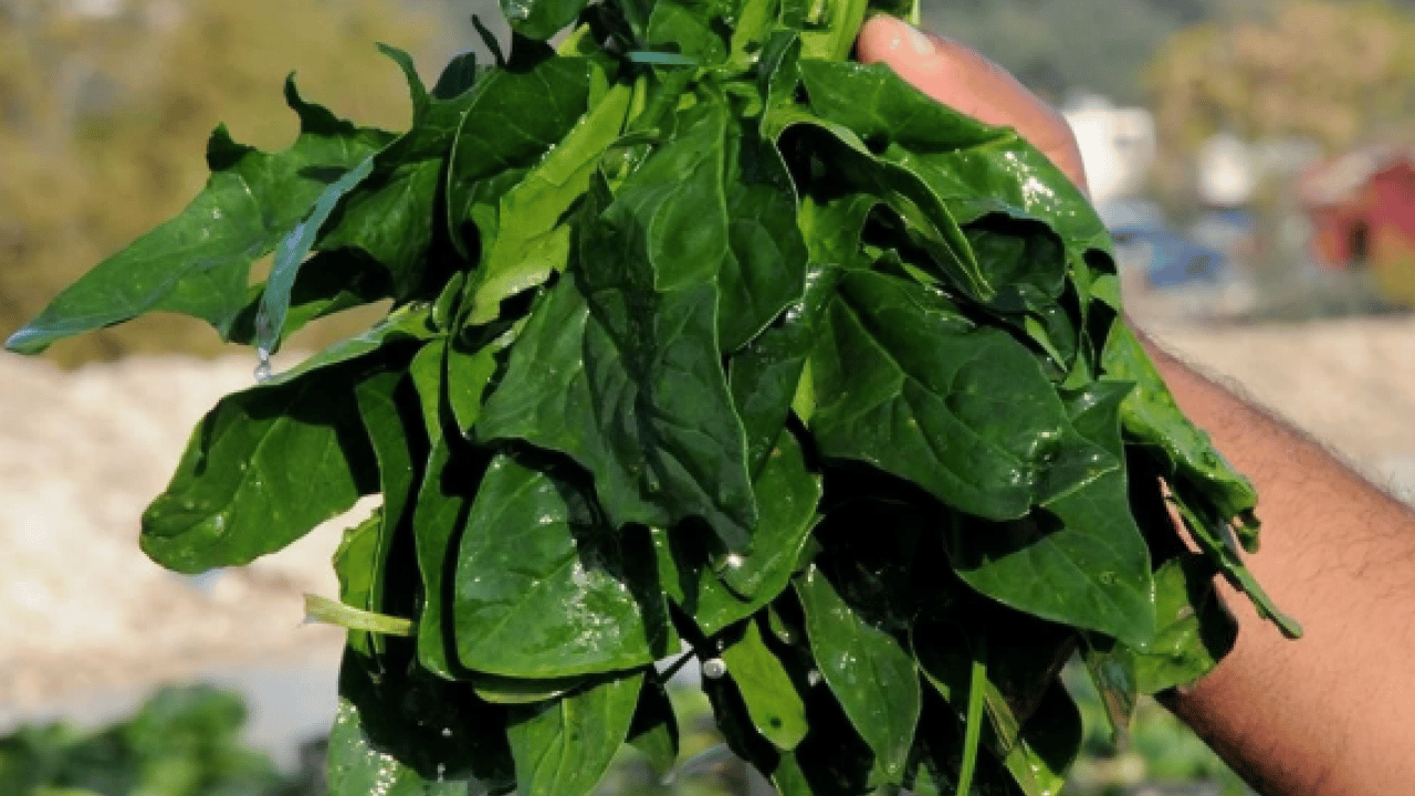 Foto - Ispanaktan uzak tutun: İşte zehirleyen sebze!