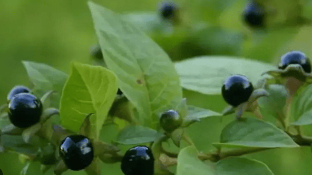 Foto - Ispanaktan uzak tutun: İşte zehirleyen sebze!