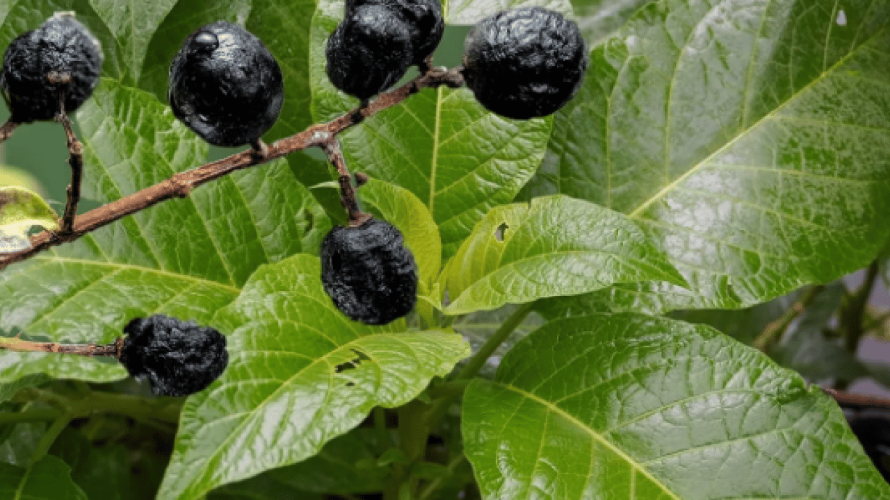 Ispanaktan uzak tutun: İşte zehirleyen sebze!