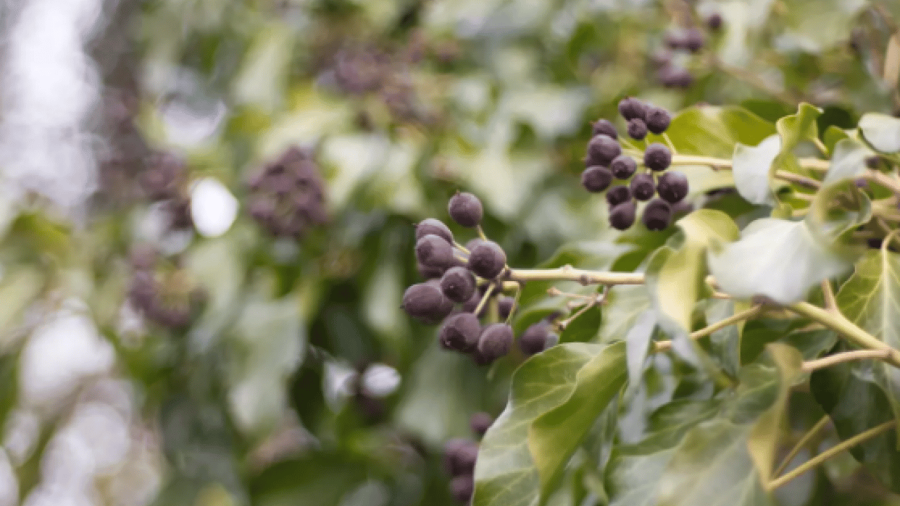 Foto - Ispanaktan uzak tutun: İşte zehirleyen sebze!