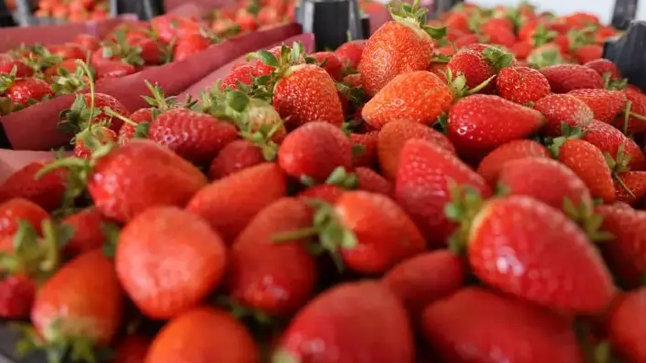 Foto - İspanya'dan talep yağıyor, yetiştiremiyorlar! Çiftçi yeni ürünle zenginleşti! Dünyaya satılıyor 