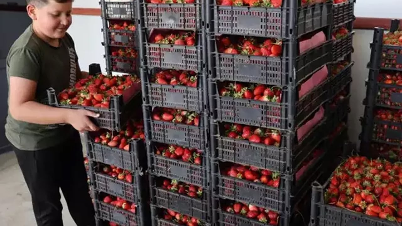 Foto - İspanya'dan talep yağıyor, yetiştiremiyorlar! Çiftçi yeni ürünle zenginleşti! Dünyaya satılıyor 