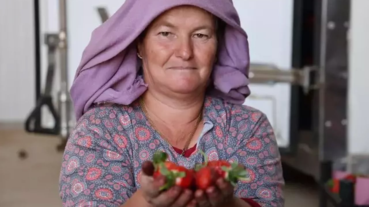 Foto - İspanya'dan talep yağıyor, yetiştiremiyorlar! Çiftçi yeni ürünle zenginleşti! Dünyaya satılıyor 