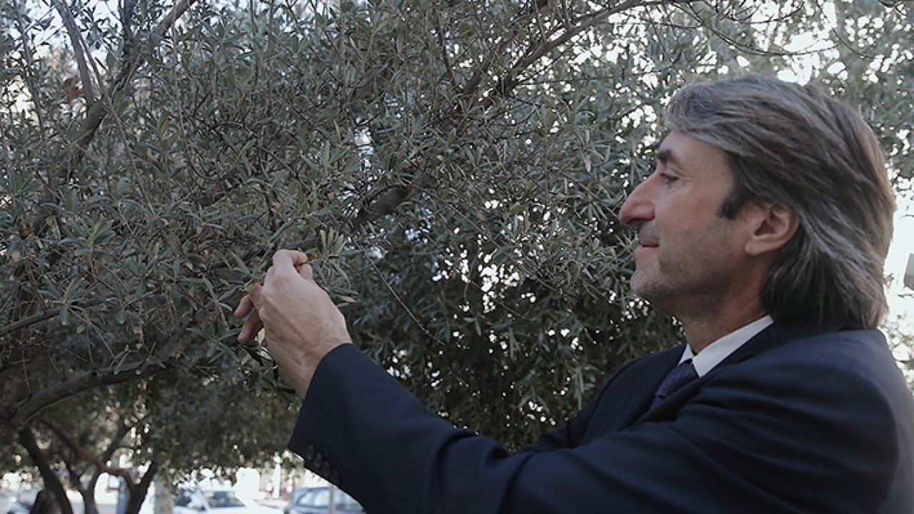 Foto - İspanya'nın ardından dünya ikincisi olduk Zeytin ve zeytinyağında başaktörüz