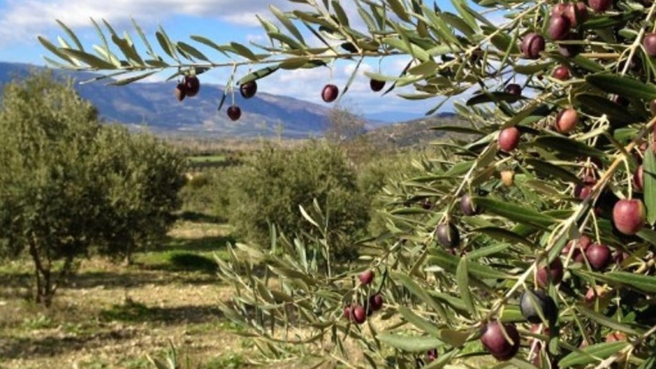 Foto - İspanya'nın ardından dünya ikincisi olduk Zeytin ve zeytinyağında başaktörüz