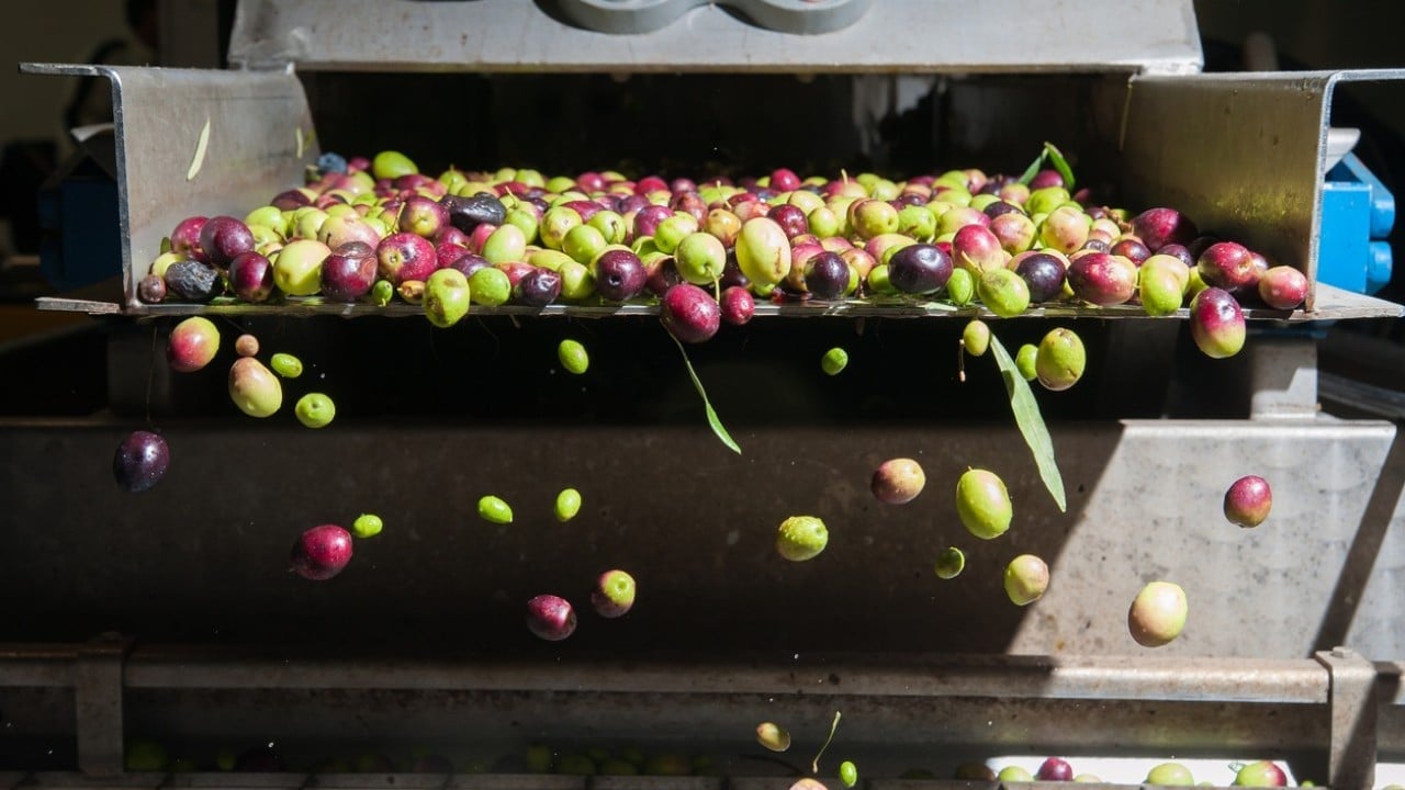 Foto - İspanya'nın ardından dünya ikincisi olduk Zeytin ve zeytinyağında başaktörüz