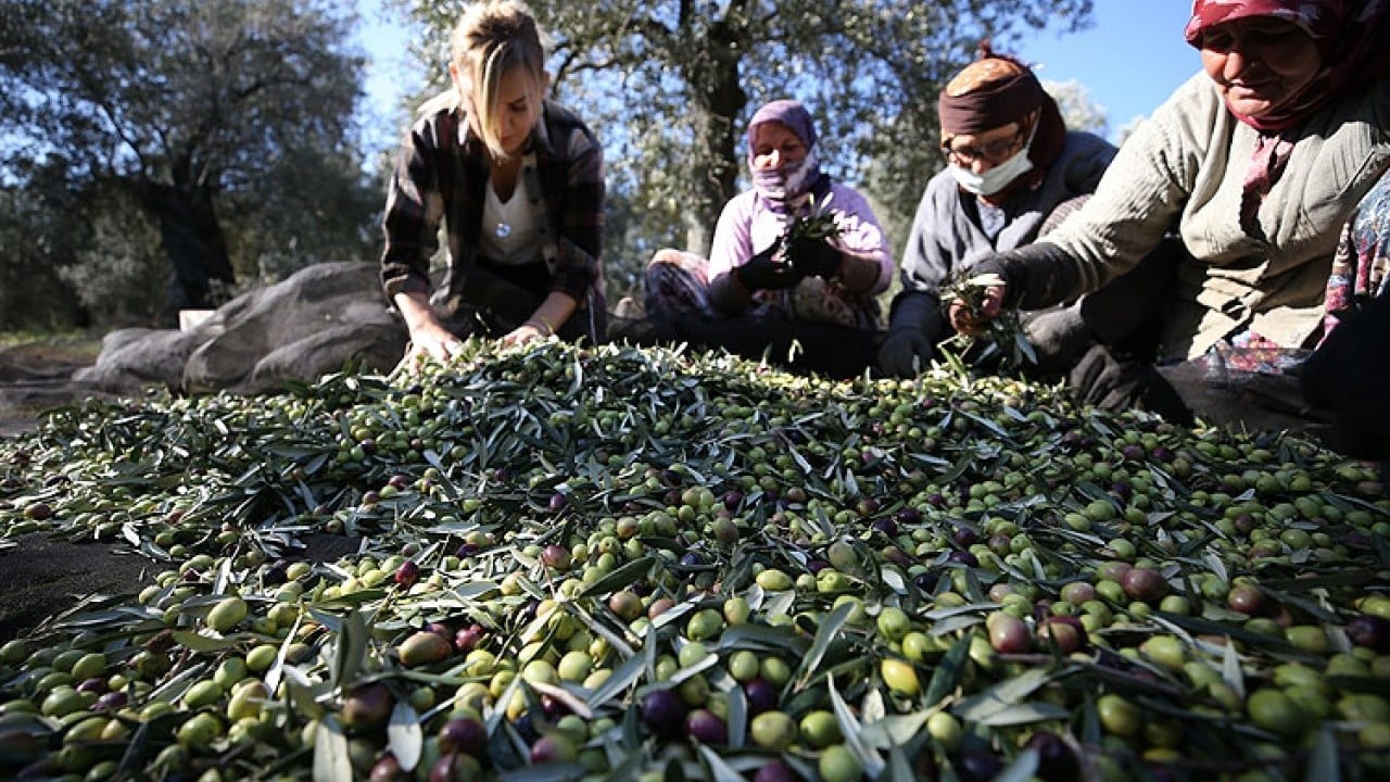 Foto - İspanya'nın ardından dünya ikincisi olduk Zeytin ve zeytinyağında başaktörüz