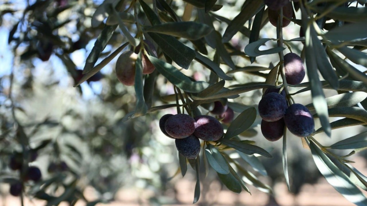 Foto - İspanya'nın ardından dünya ikincisi olduk Zeytin ve zeytinyağında başaktörüz