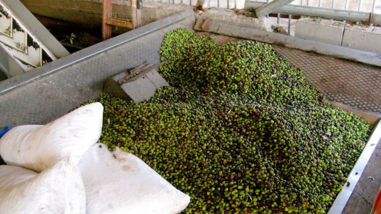 Foto - İspanya'nın ardından dünya ikincisi olduk Zeytin ve zeytinyağında başaktörüz