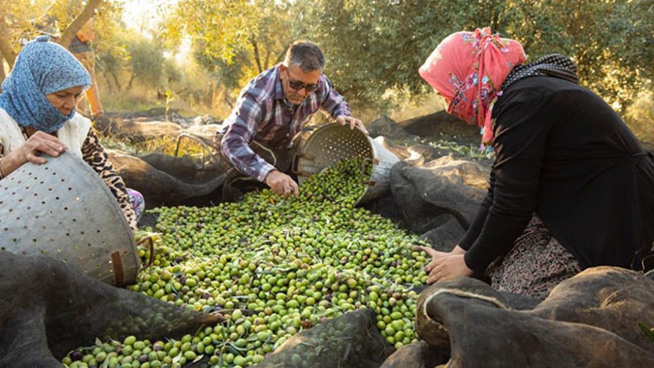 Foto - İspanya'nın ardından dünya ikincisi olduk Zeytin ve zeytinyağında başaktörüz