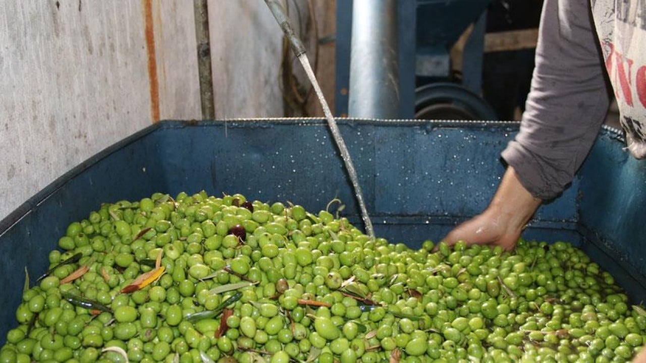 Foto - İspanya'nın ardından dünya ikincisi olduk Zeytin ve zeytinyağında başaktörüz