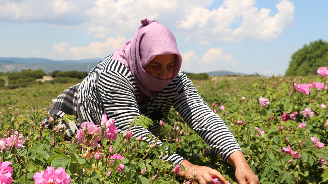 Foto - Isparta’da gül mesaisi! Çalışmaya seher vakti başlayan işçilerin kazancı şaşırttı