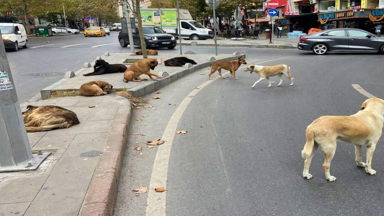 Foto - İstanbul için valilikten "köpek" kararı! Artık yasak