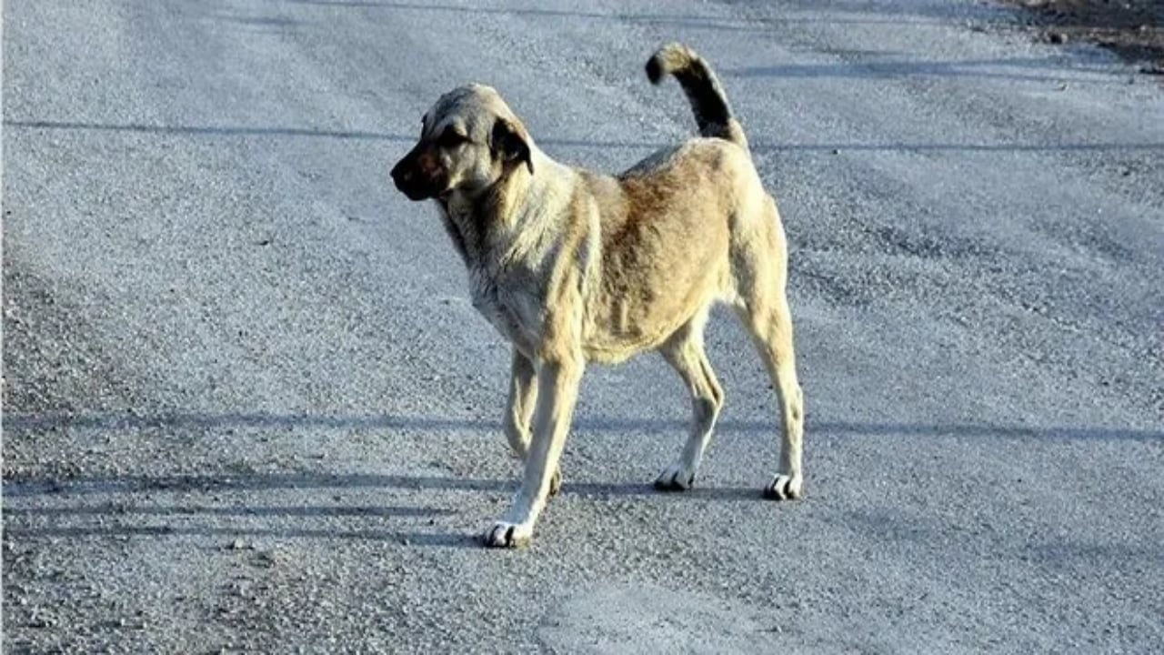 Foto - İstanbul için valilikten "köpek" kararı! Artık yasak