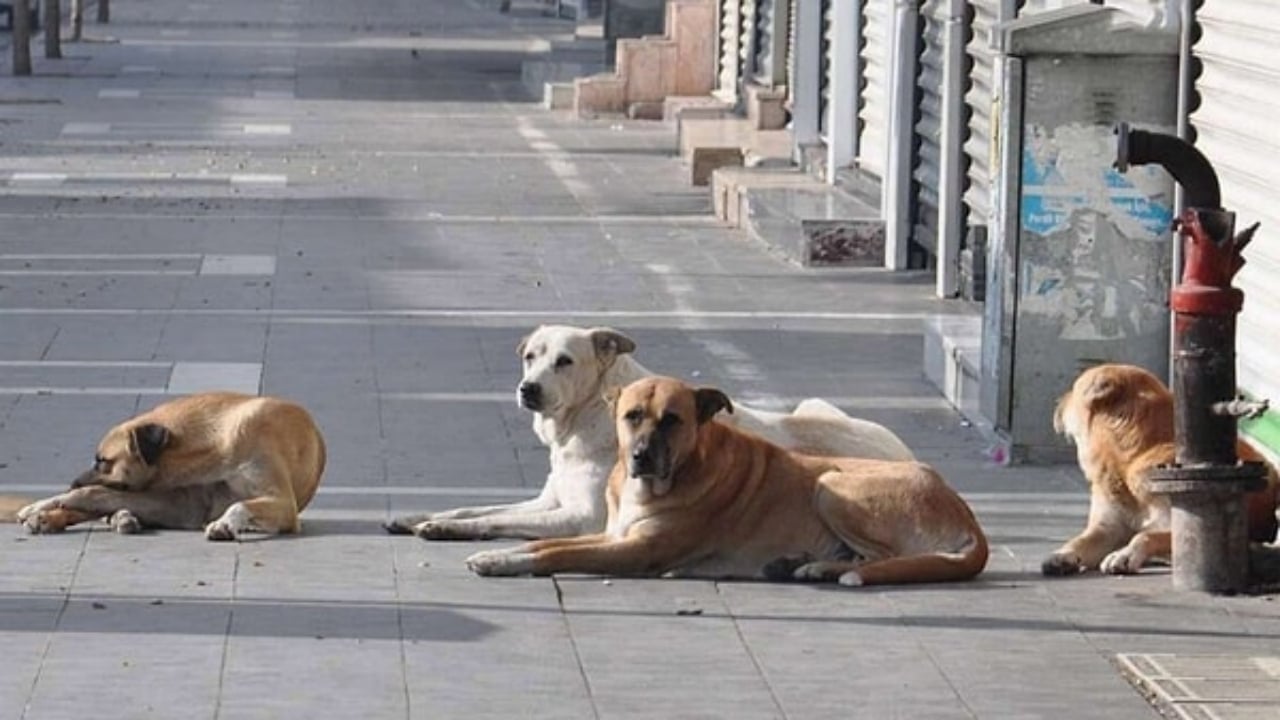 Foto - İstanbul için valilikten "köpek" kararı! Artık yasak
