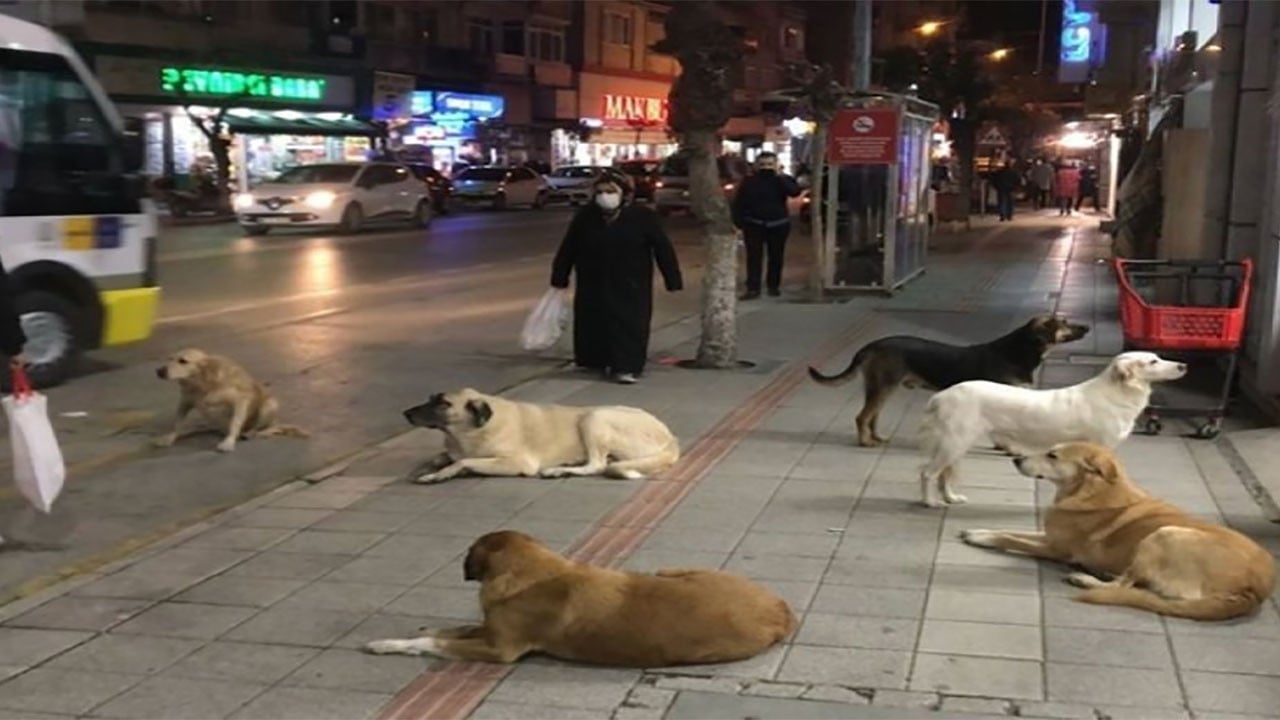 Foto - İstanbul için valilikten "köpek" kararı! Artık yasak